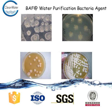 BAF @ ​​Water Purification Bacteria Agent tratamientos de aguas residuales industriales